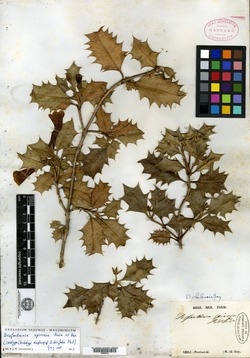 Desfontainia ilicifolia image