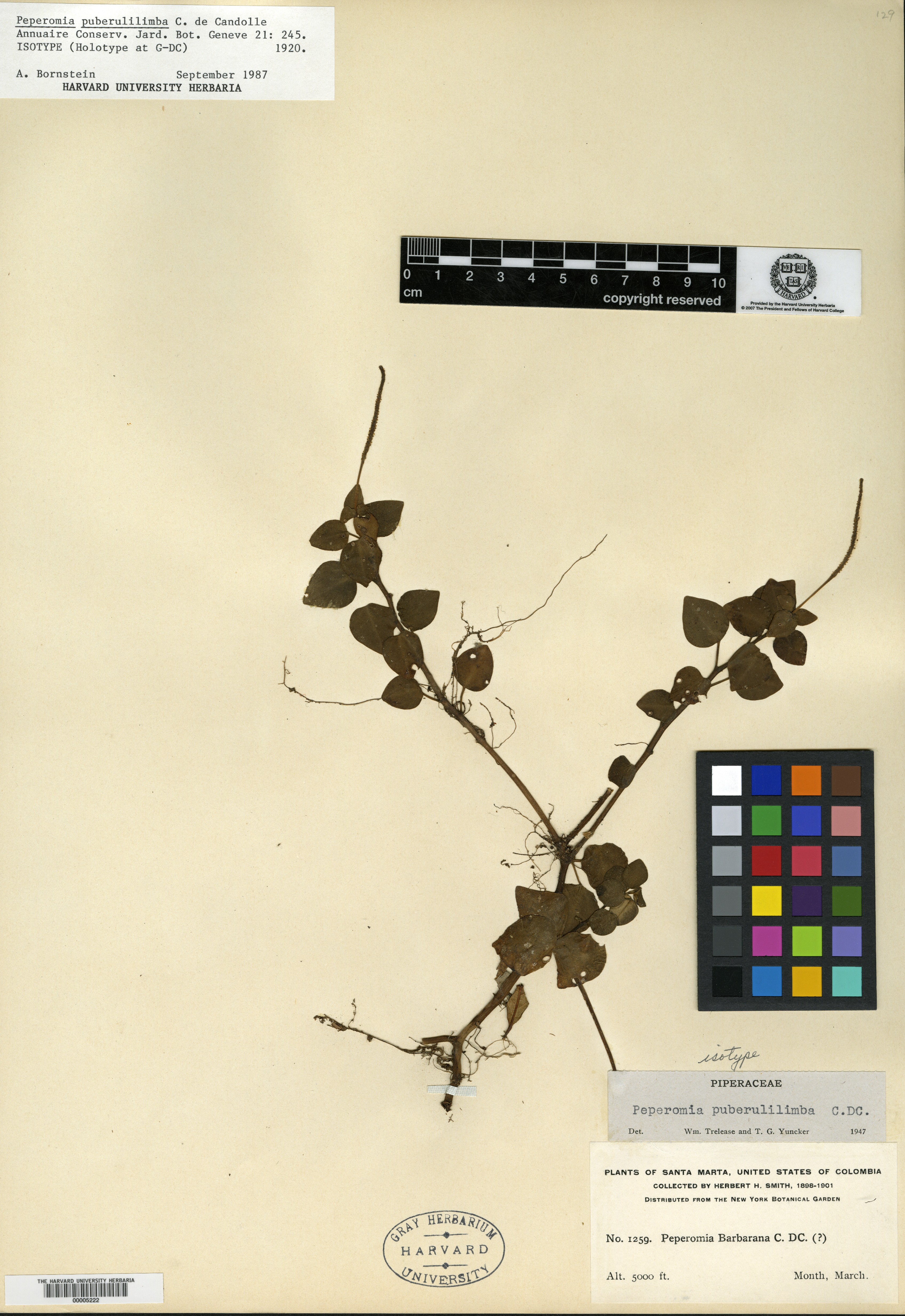 Peperomia rhodophylla image