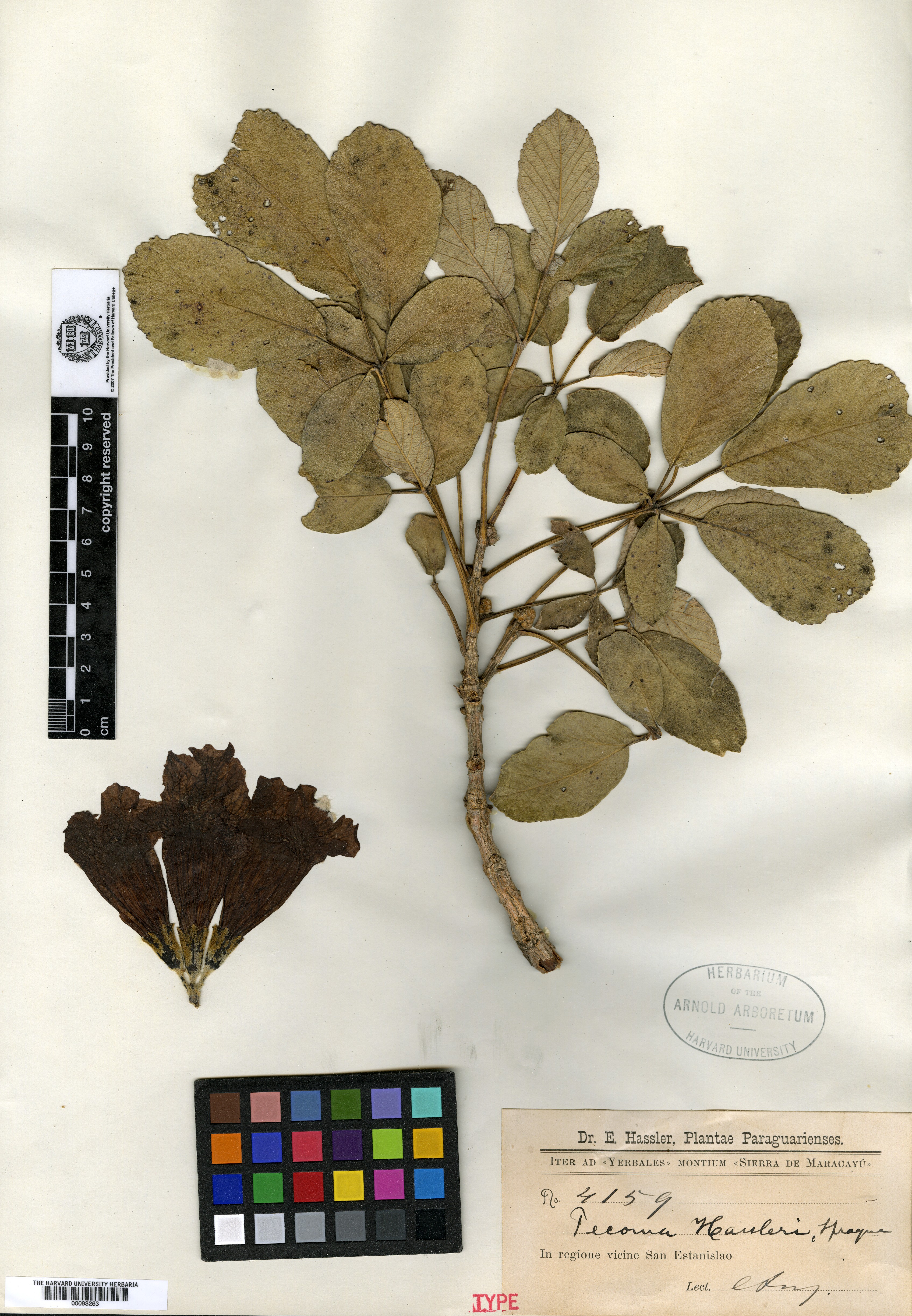 Handroanthus ochraceus subsp. ochraceus image