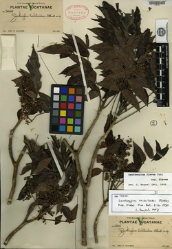 Zanthoxylum trichilioides image