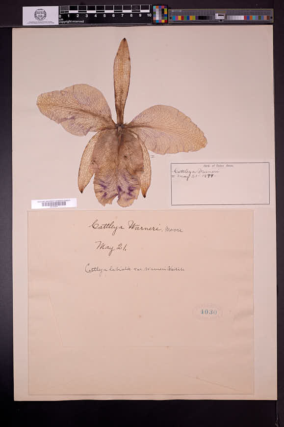 Cattleya labiata image