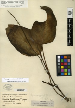 Peperomia popayanensis image