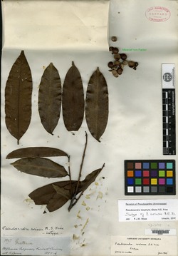 Pseudoxandra leiophylla image