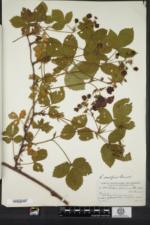 Rubus aculiferus image