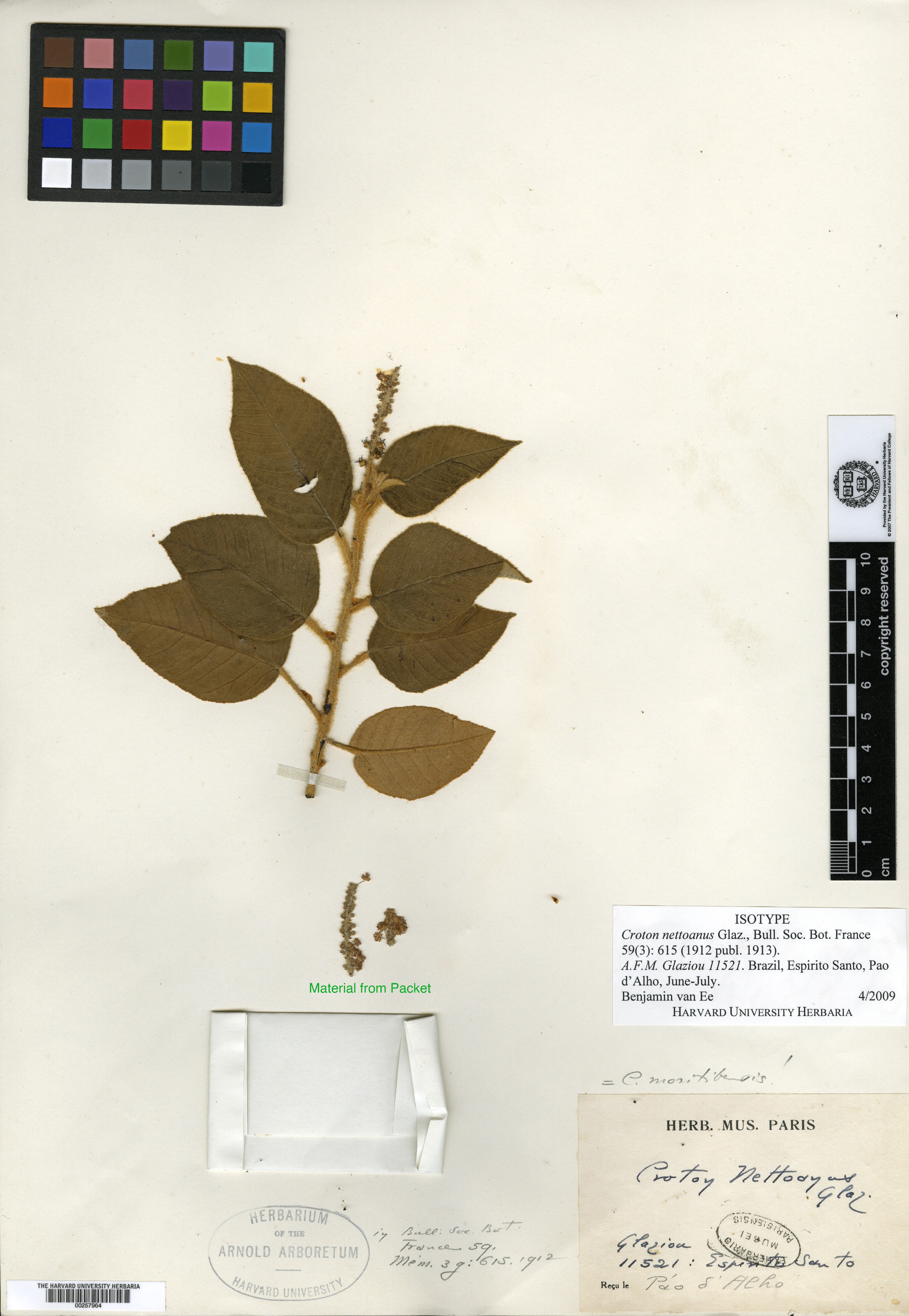 Croton odontadenius image