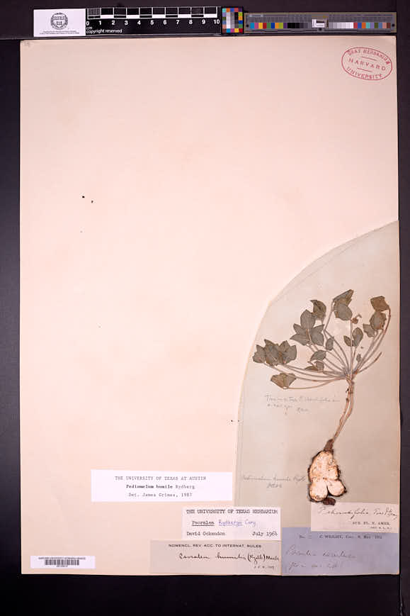 Pediomelum humile image