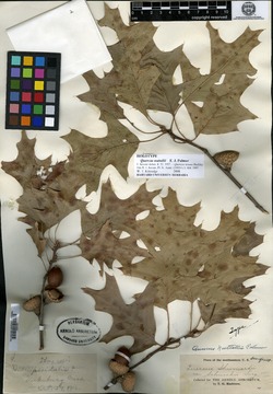 Quercus texana image
