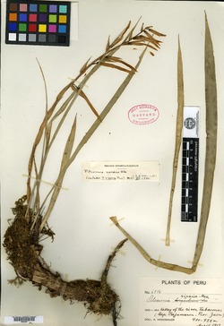 Pitcairnia tuerckheimii image