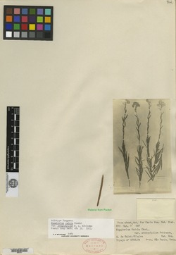Disynaphia radula image