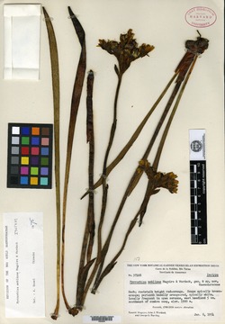Pyrrorhiza neblinae image