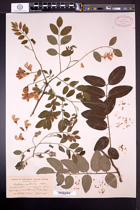 Robinia pallida image