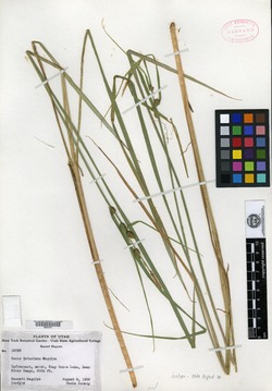 Carex interimus image