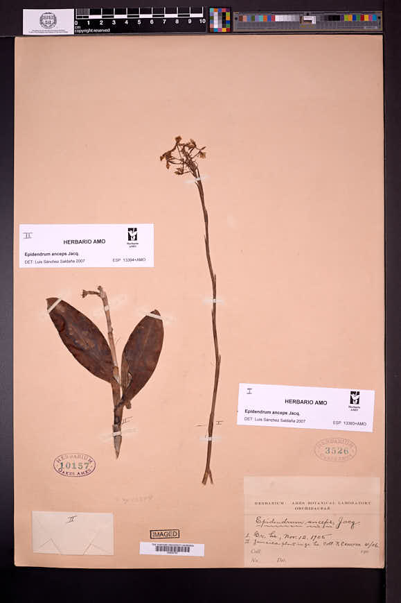 Epidendrum anceps image