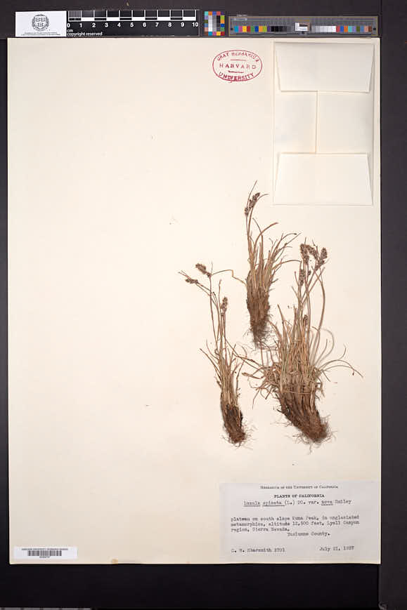 Luzula spicata subsp. spicata image