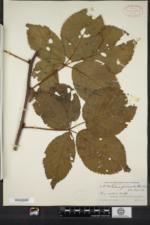 Rubus glandicaulis image