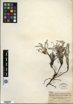 Astragalus procumbens image