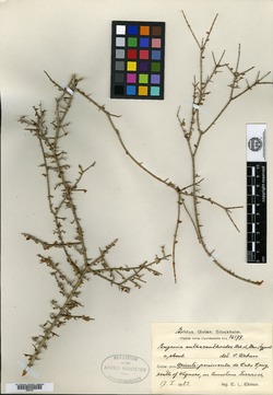Eugenia anthacanthoides image
