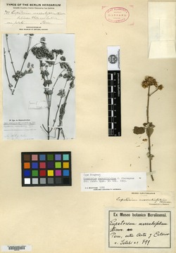 Eupatorium marrubiifolium image