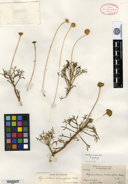 Hofmeisteria crassifolia image