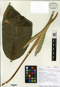 Dieffenbachia nitidipetiolata image