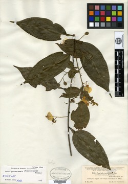 Swartzia guatemalensis image
