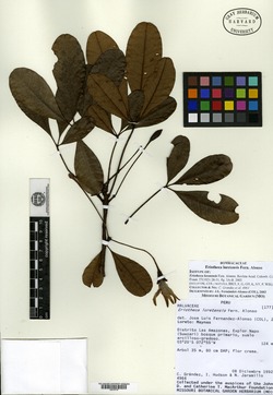 Gossypium armourianum image