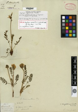 Oxytropis campestris var. glabrata image