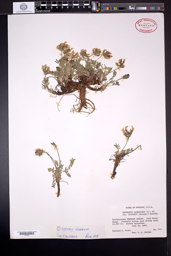 Oxytropis cusickii image