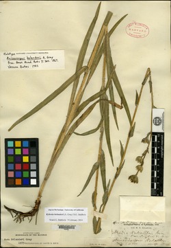 Anisocarpus bolanderi image