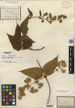 Mikania hirsutissima image