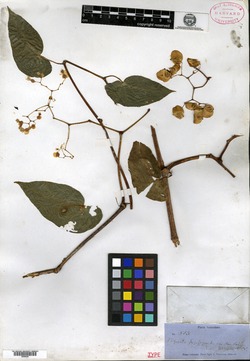 Begonia denticulata image