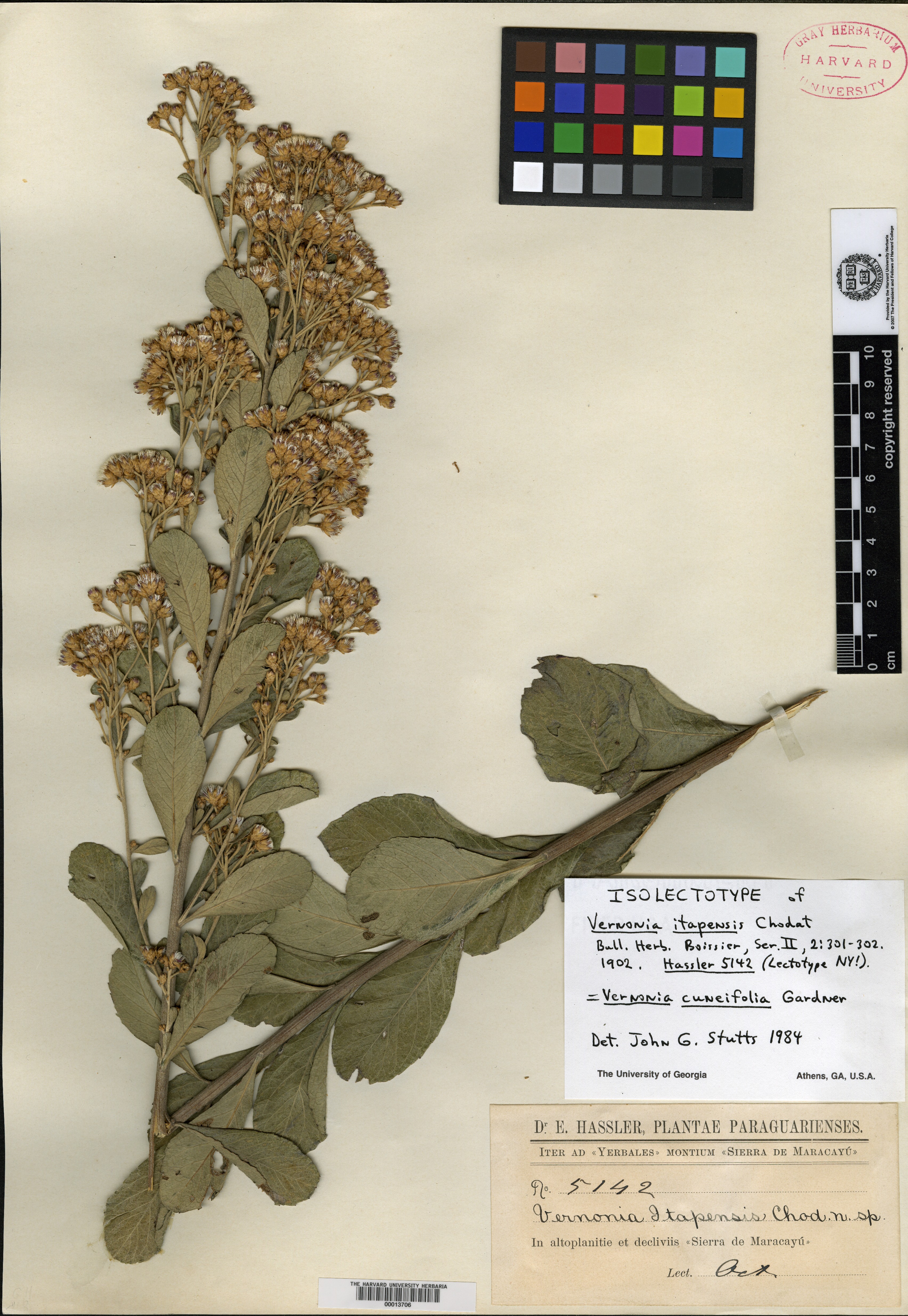Vernonanthura cuneifolia image