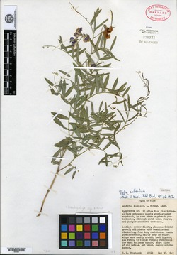 Lathyrus brachycalyx image
