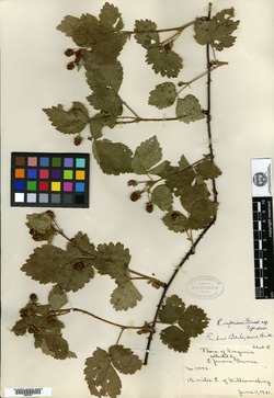 Rubus imperiorum image