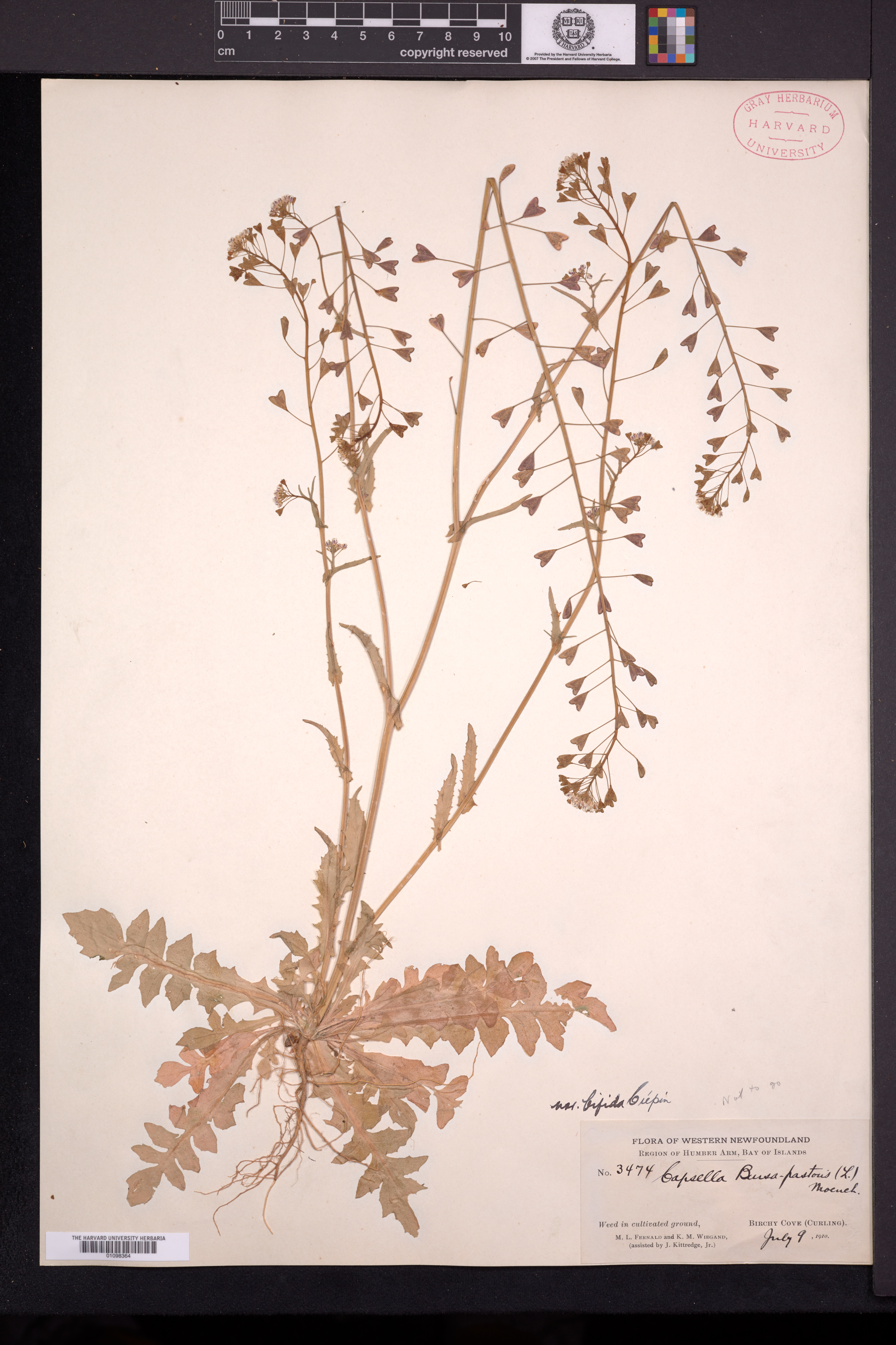 Capsella bursa-pastoris var. bifida image