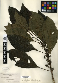 Hoffmannia psychotriifolia image