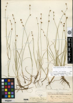 Carex echinata var. ormantha image