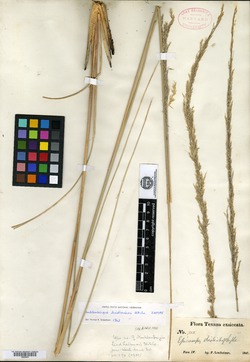 Muhlenbergia lindheimeri image