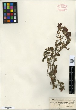 Acalypha sabulicola image