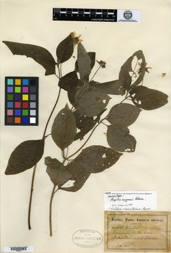 Elaphandra eggersii image