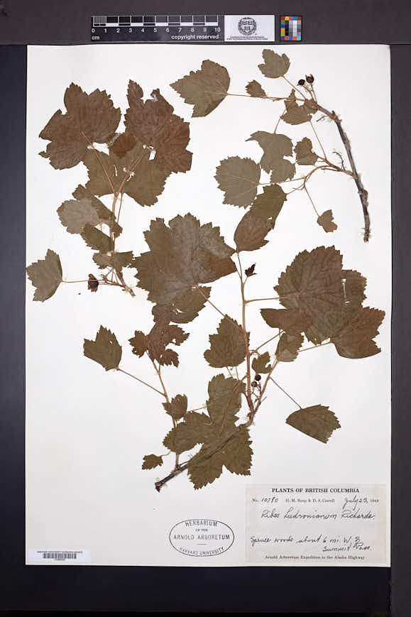 Ribes hudsonianum image
