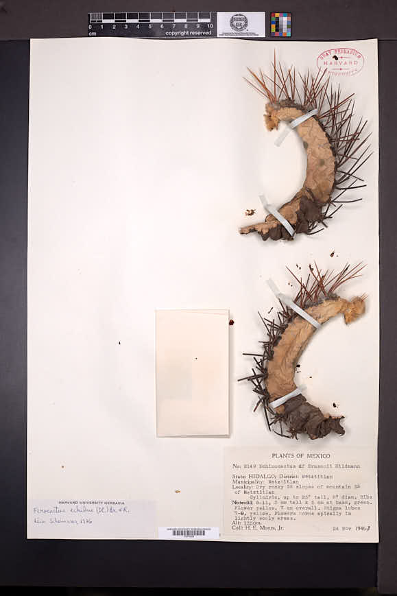 Ferocactus echidne image