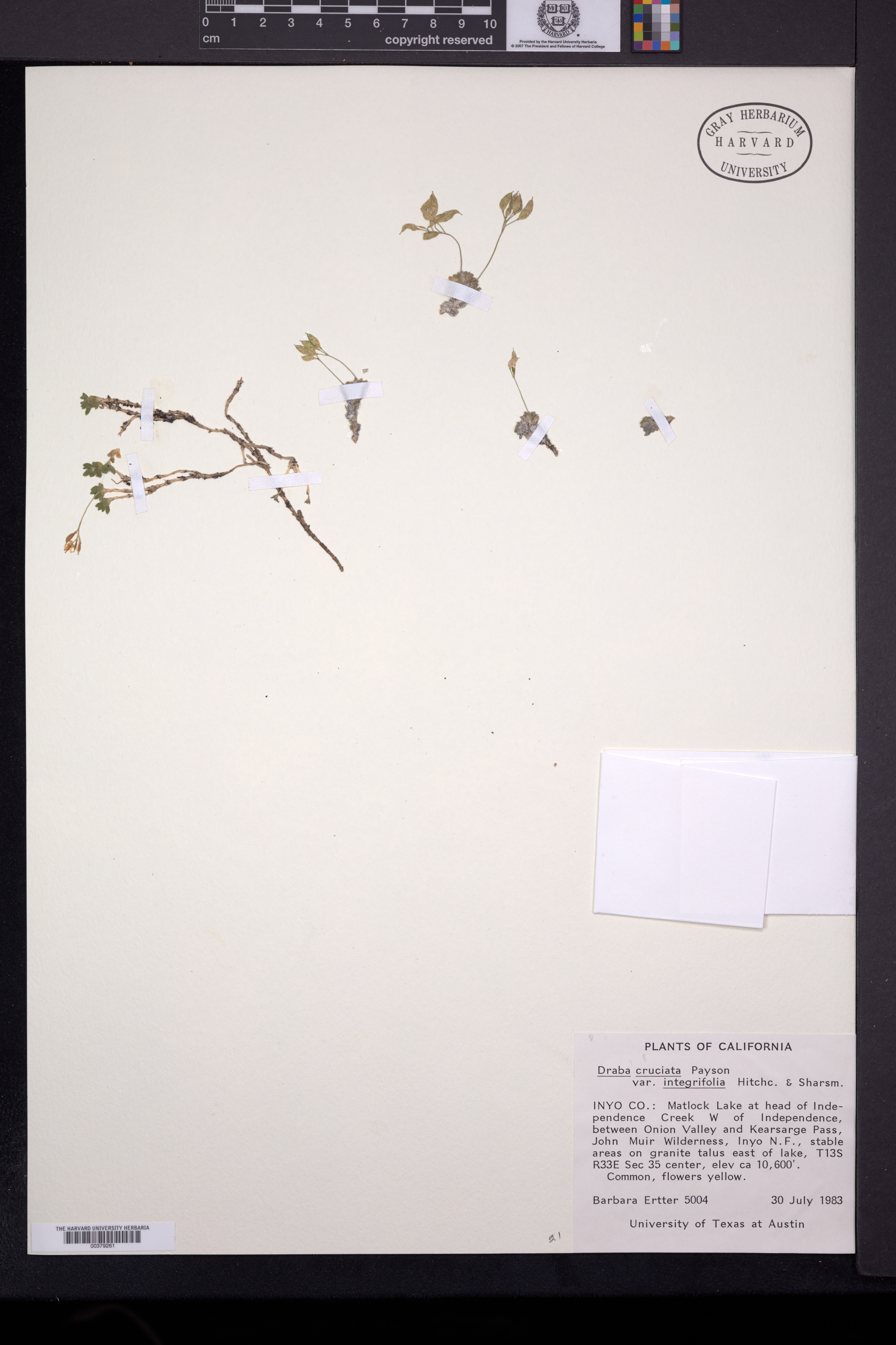 Draba cruciata var. integrifolia image