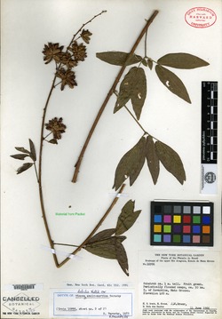 Mimosa eriophylloides image