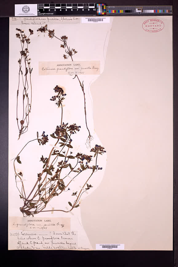 Collinsia parviflora image