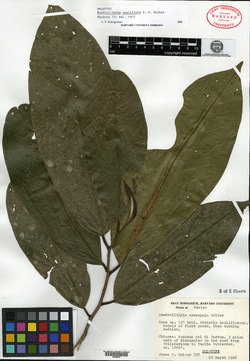 Stenanona cauliflora image