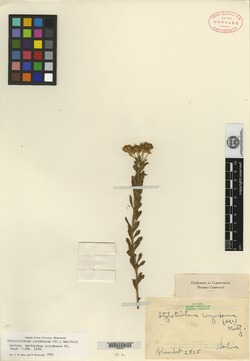 Stylotrichium corymbosum image