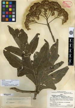 Verbesina pentalobifolia image