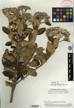 Vernonia jalcana image
