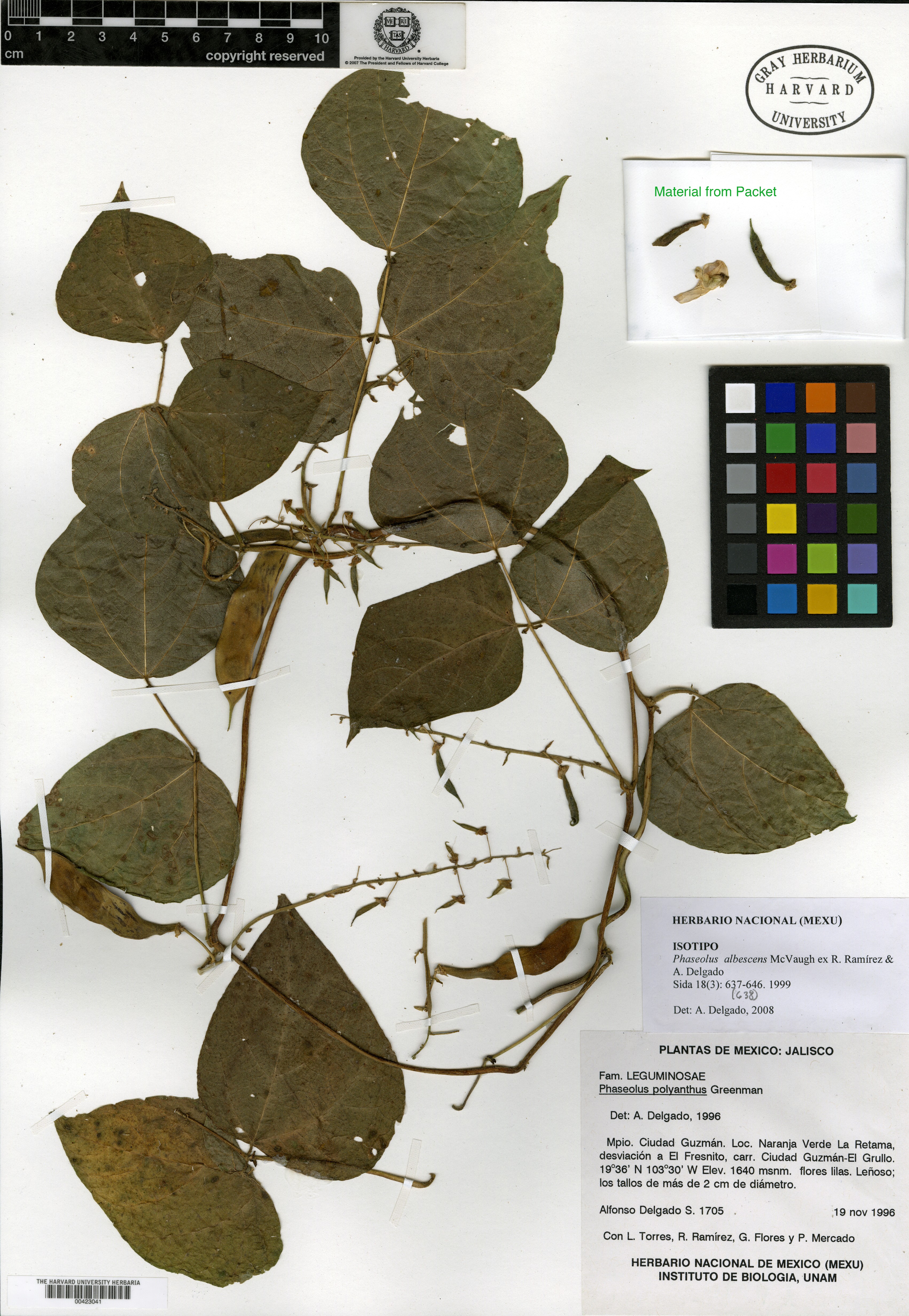 Phaseolus albescens image